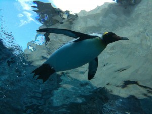 ペンギンが空をとぶ
