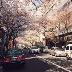 [写真]桜並木@茅場町付近