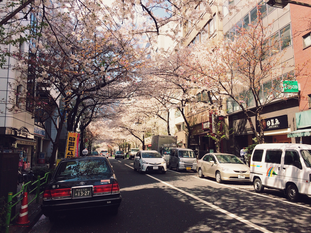 [写真]桜並木@茅場町付近