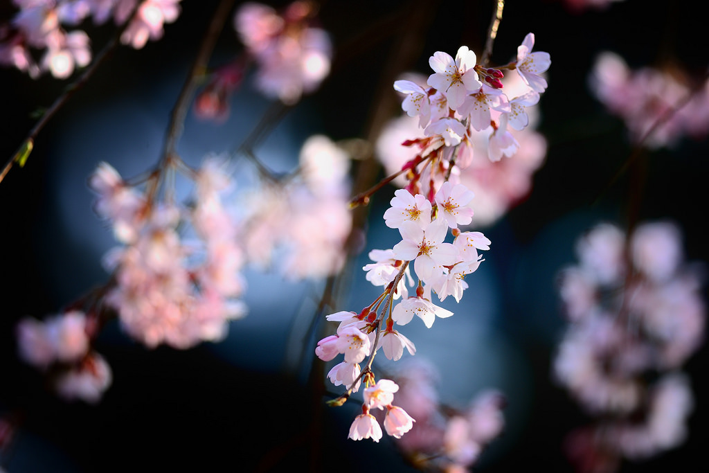 [雑学] 桜餅は関東風と関西風で2種類あるけどそんなこと普段意識なんかしないよね？
