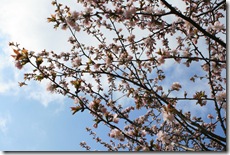 ちょうど時期がよかったのか、結構咲いている桜の木。